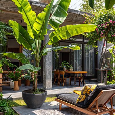 Musa Basjoo en pot sur une terrasse au soleil